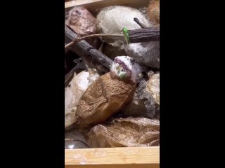 birth of beauty | @videfunny