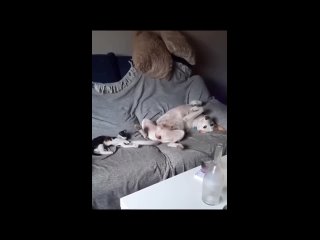 video from @videfunny | @videfunny