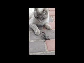 video by is overheard a great ustyug