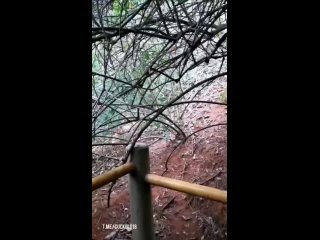 video from shelter puppete