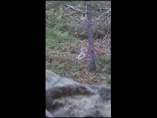 vine video | @videfunny