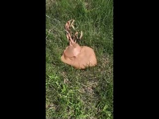 video from pro humor / bayan | @videfunny
